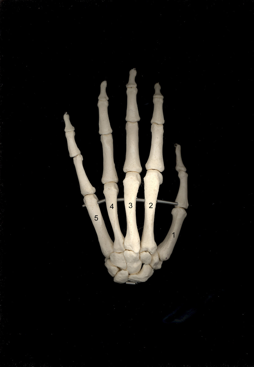 Скелет пальцев человека. Кости руки. Кости кисти человека. Кости пальцев руки. Пальцы скелета.