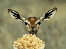 deer-popcorn-gif.195503