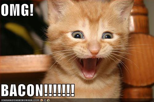 www.bannerblog.com.au_news_picts_funny_pictures_kitten_is_excited_about_bacon.jpg