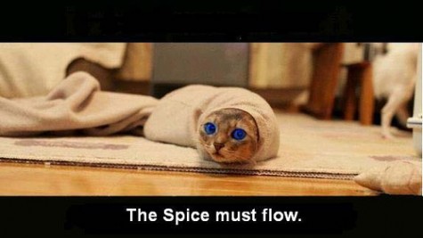 www.lapthorn.org_dune_cat_spice_must_flow_475x267.jpg