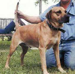 www.puppiesanddogsforsale.com_images_Breed_Examples_BlackMouthCur.jpg