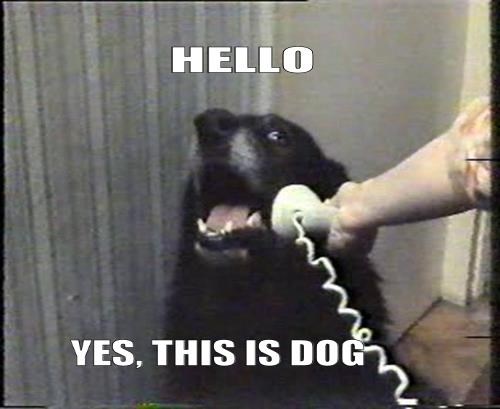 www.socialsmiling.com_image_asset_83_hello_yes_this_is_dog_500_409.jpg